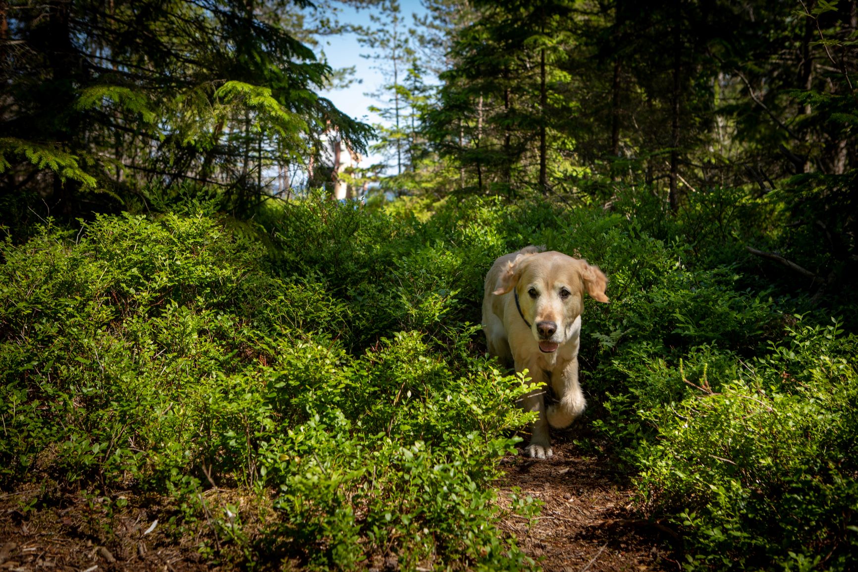 Husdjur porträtt hund Väddö Roslagen Norrtälje